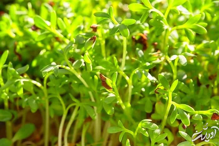 ویتامین ها و خواص جوانه یونجه جوانه یونجه